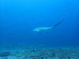 Image of thresher sharks