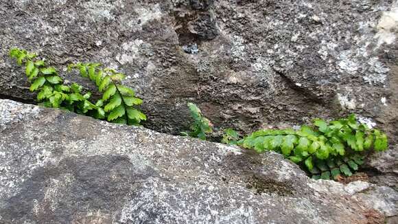 Image of western spleenwort