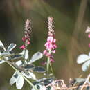 Imagem de Indigofera basedowii E. Pritz.