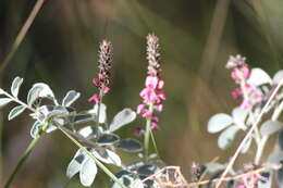 Imagem de Indigofera basedowii E. Pritz.