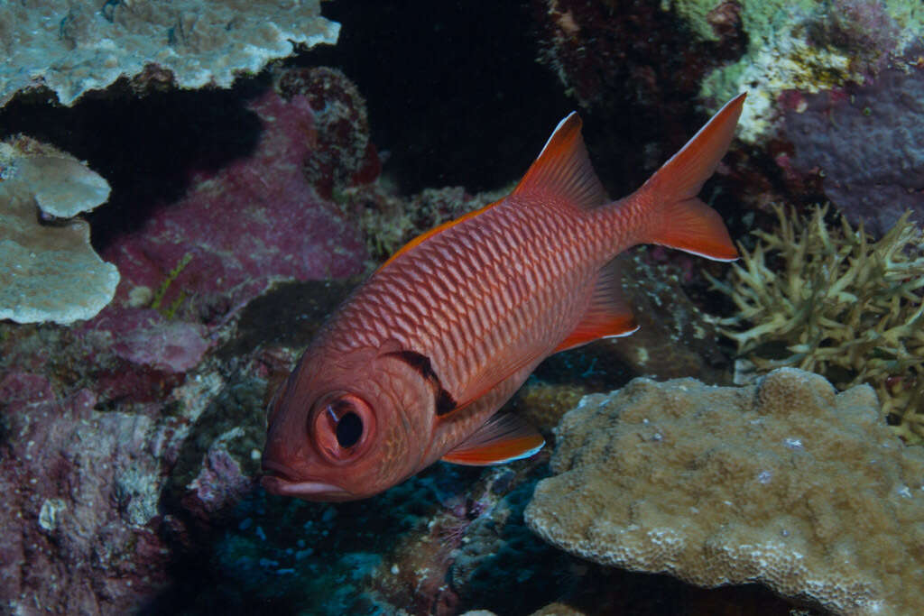 Image of Bigscale Soldierfish