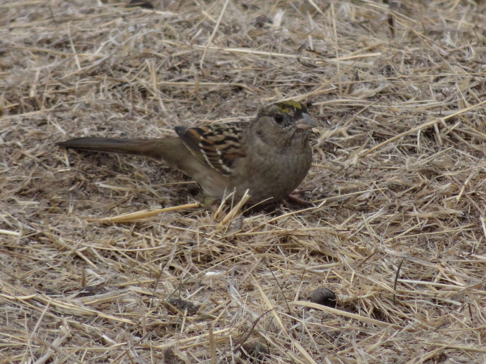 Image of Golden-crowned Sparrow