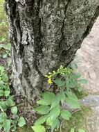 Image of Atlantic goldenrod