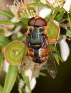 Image of Austalis copiosa (Walker 1852)