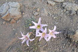 Image of Rhodophiala rhodolirion (Baker) Traub