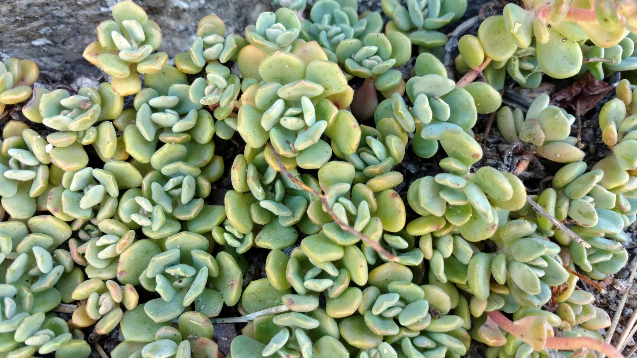 Image of Sierra stonecrop