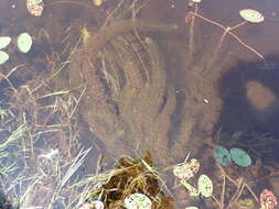 Image of Farwell's Water-Milfoil