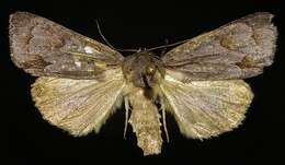 Image of Triton Dagger Moth