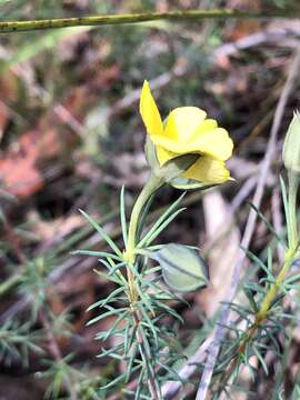 Image of dwarf wedge pea