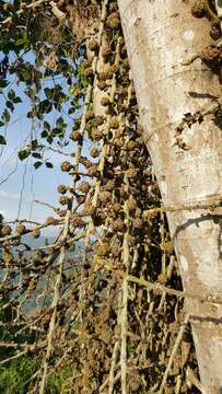 Image of Ficus minahassae (Teijsm. & De Vriese) Miq.