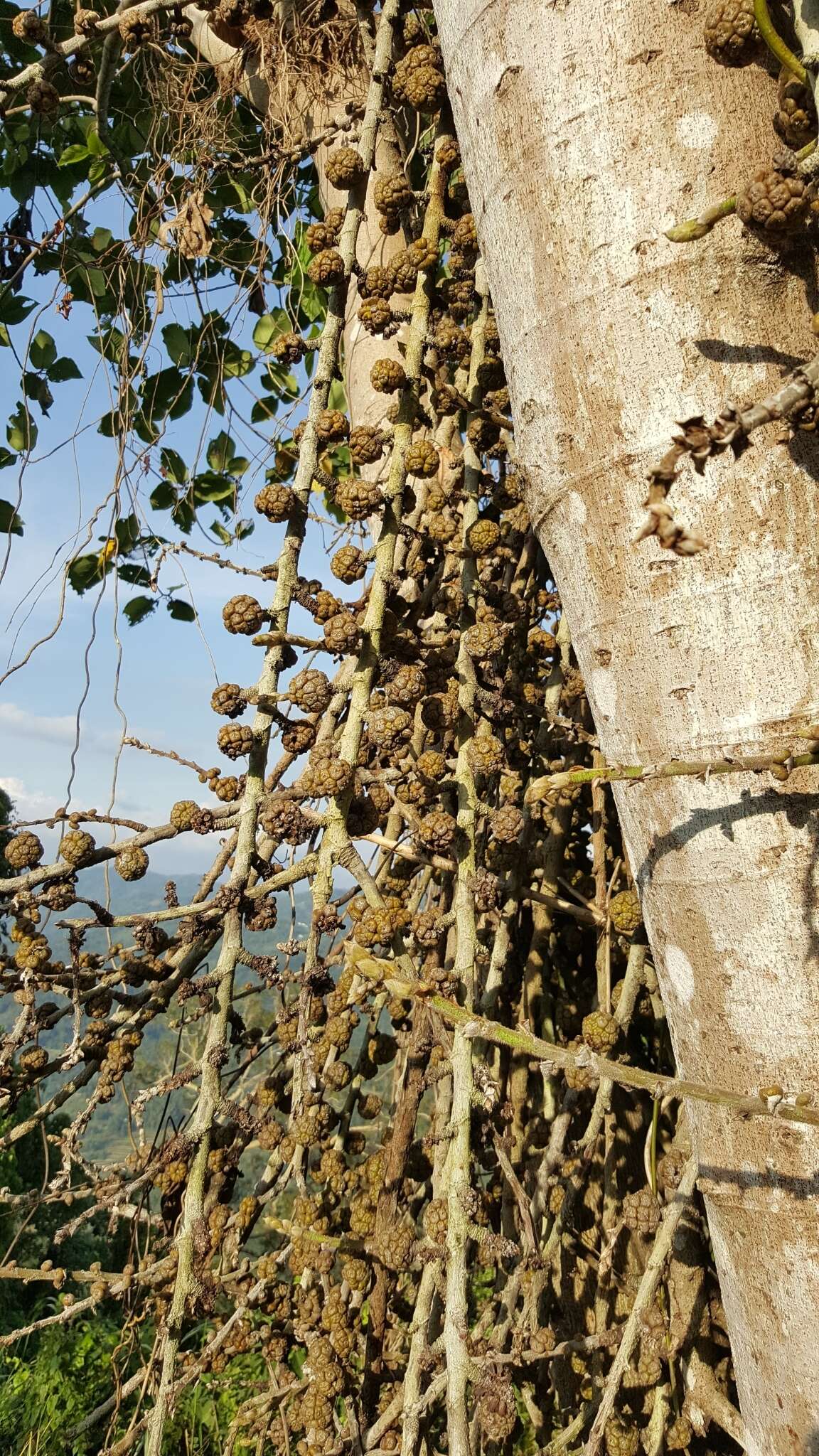 Image of Ficus minahassae (Teijsm. & De Vriese) Miq.