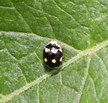 Image of Brachiacantha decempustulata (Melsheimer 1847)