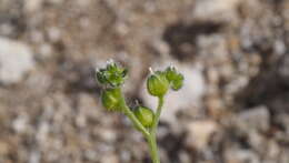 Image of wingnut cryptantha