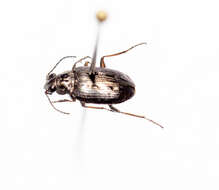 Слика од Bembidion (Bracteon) carinula Chaudoir 1868