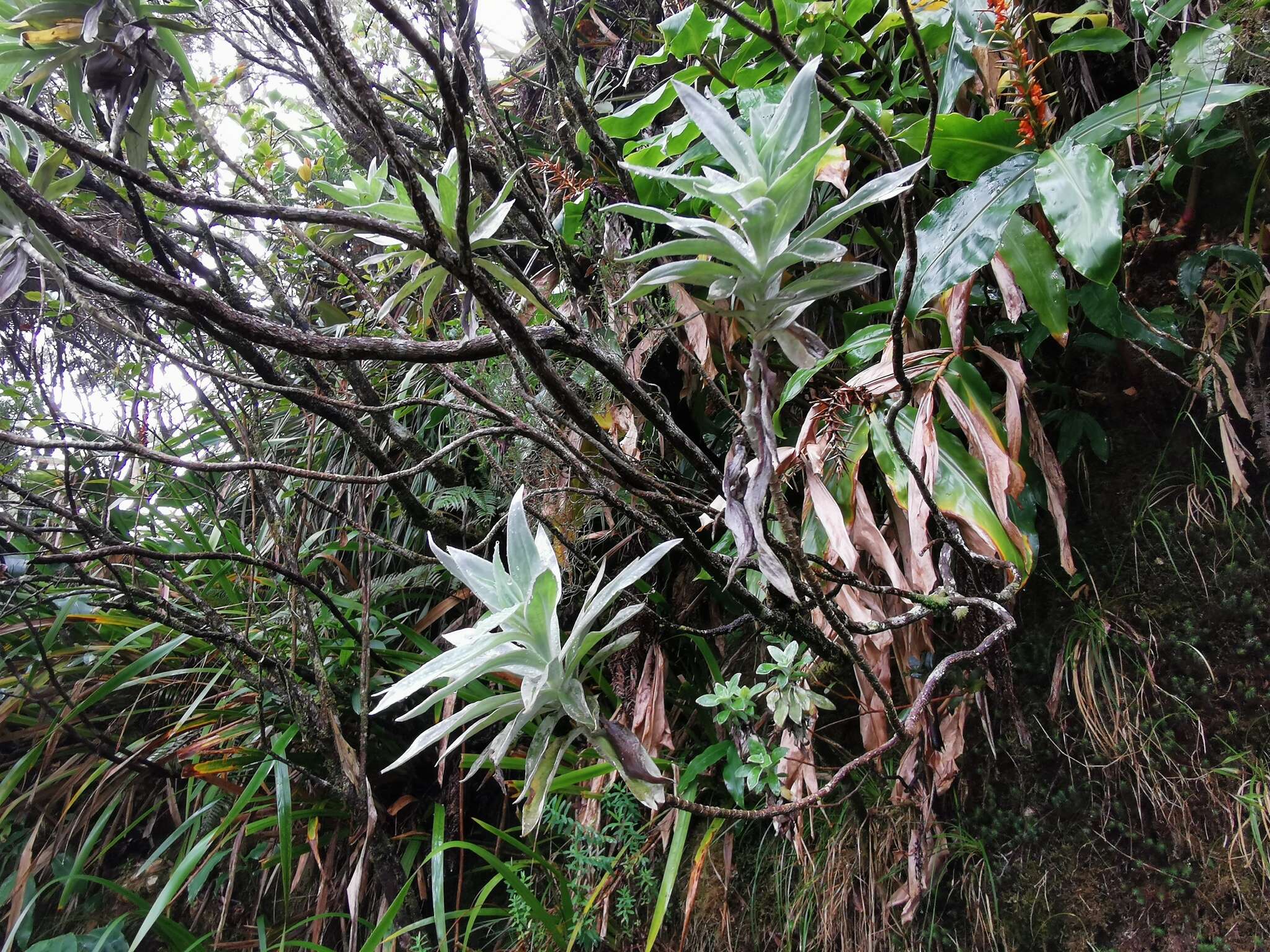 Image of Helichrysum heliotropifolium (Lam.) DC.