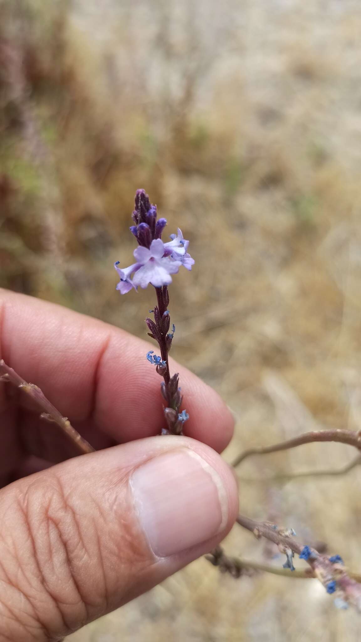 Image de Verbena simplex var. orcuttiana (L. M. Perry) N. O'Leary