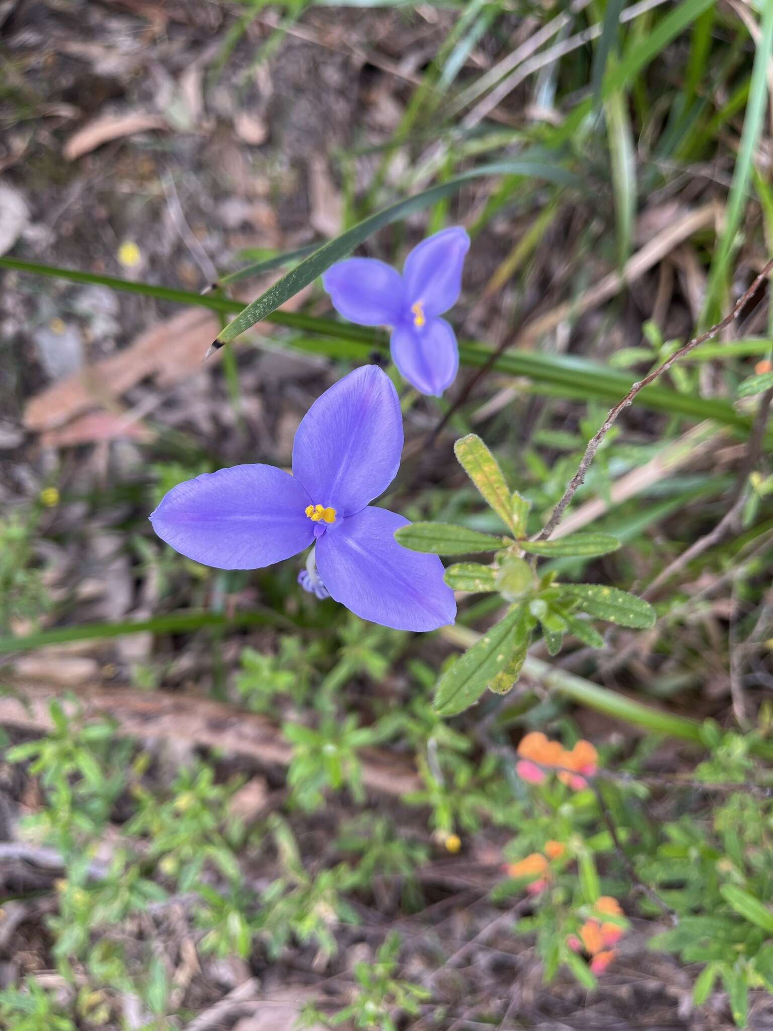 Image of Patersonia umbrosa var. umbrosa