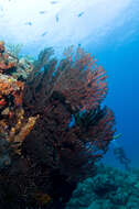 Image of Black Sea fan