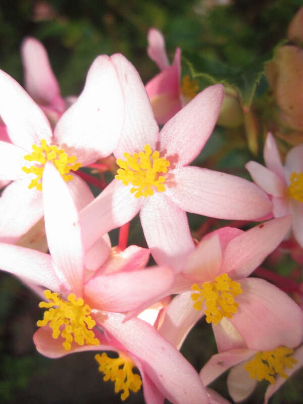 Image of Begonia obtecticaulis Irmsch.