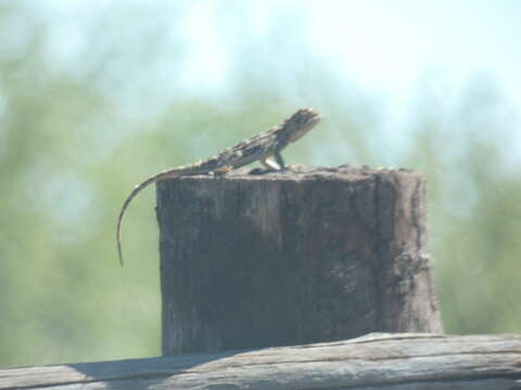 Image of Agama aculeata aculeata Merrem 1820