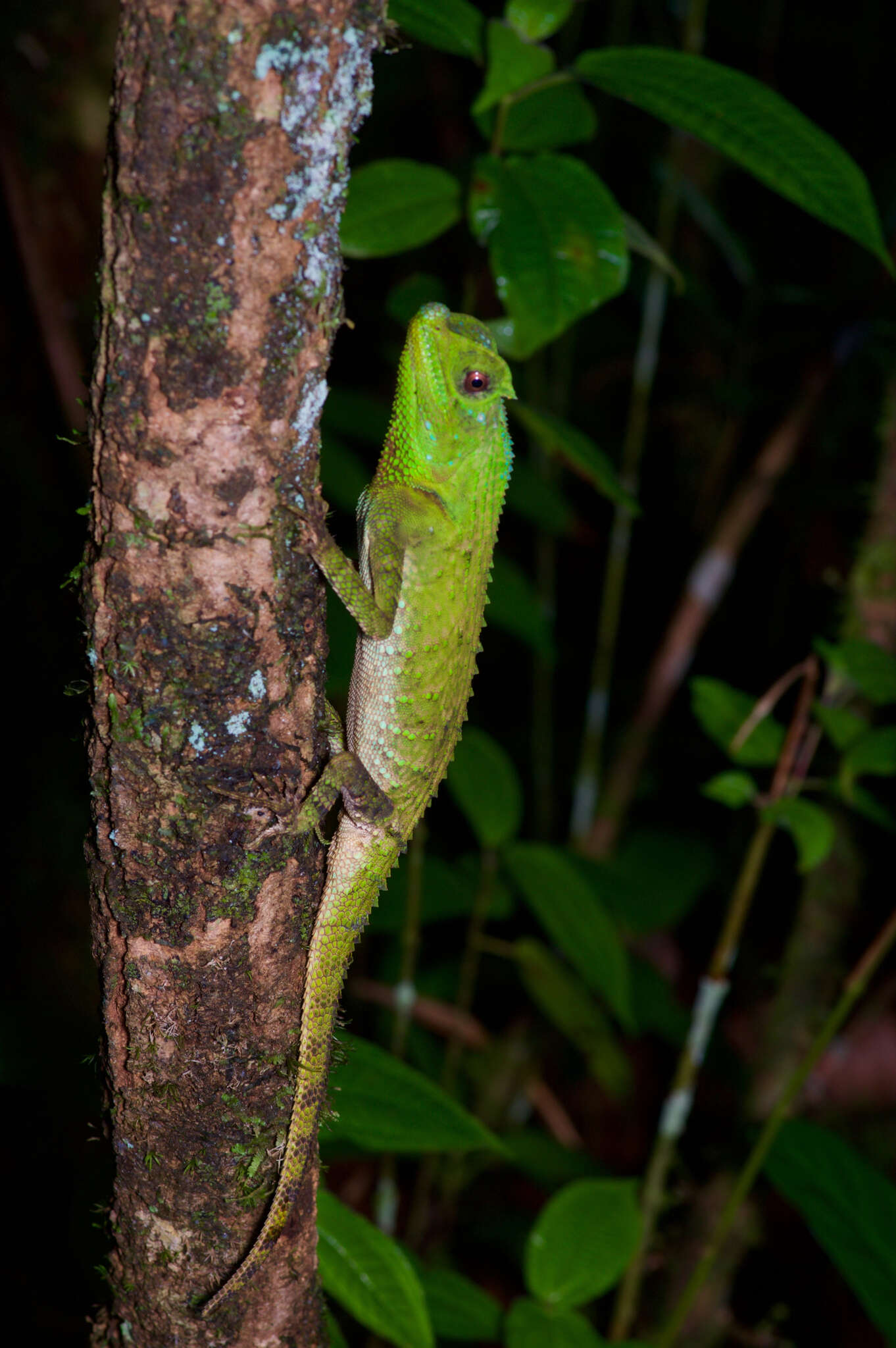 Imagem de Lyriocephalus scutatus (Linnaeus 1758)