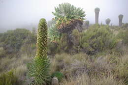 Image of Lobelia deckenii (Asch.) Hemsl.