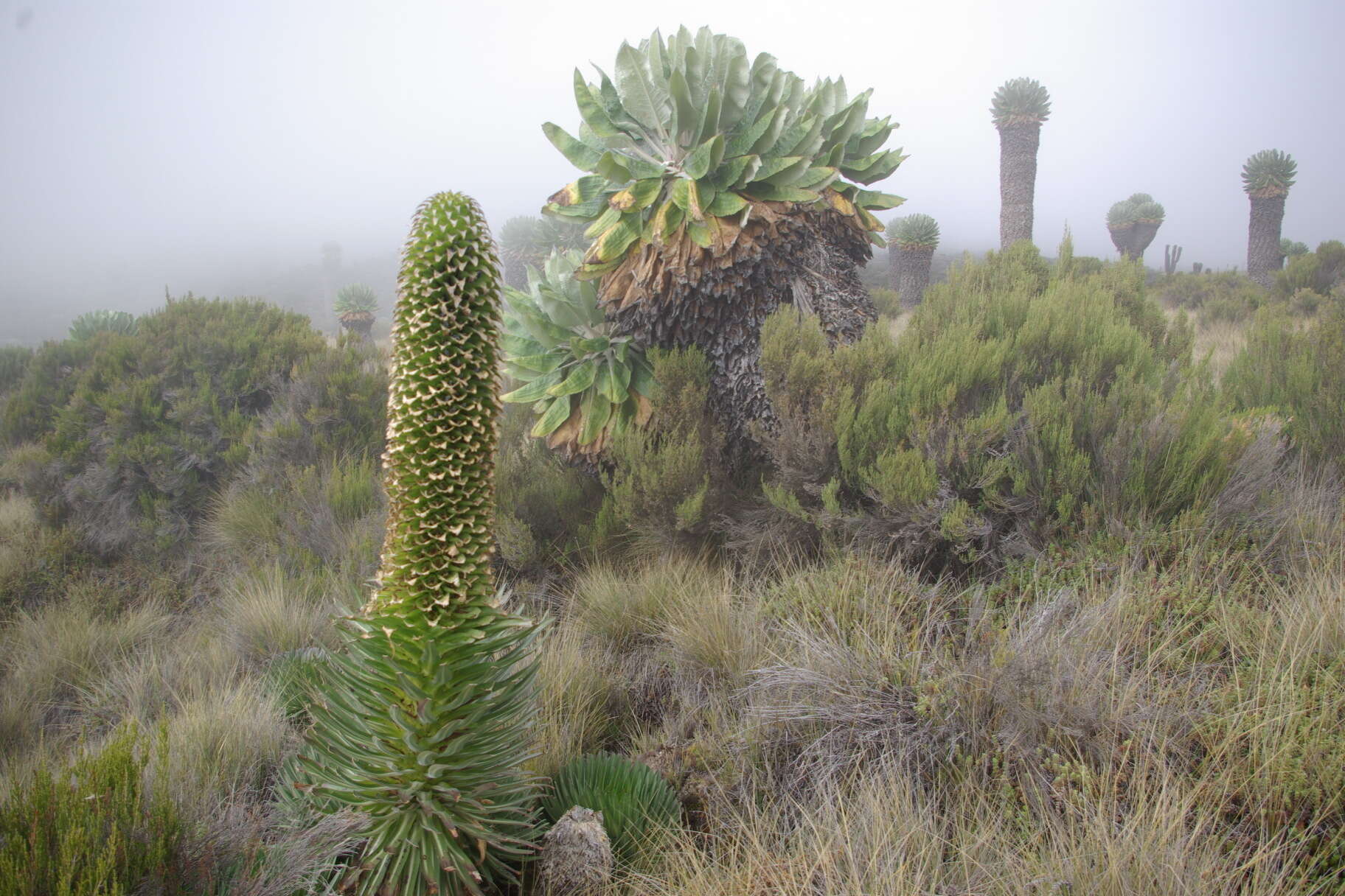 Imagem de Lobelia deckenii (Asch.) Hemsl.