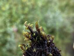 Image of Scorpidium cossonii Hedenäs 1989