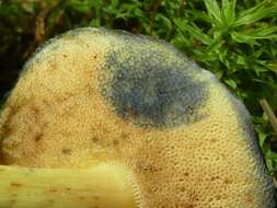 Image of Cyanoboletus rainisiae (Bessette & O. K. Mill.) Gelardi, Vizzini & Simonini 2014