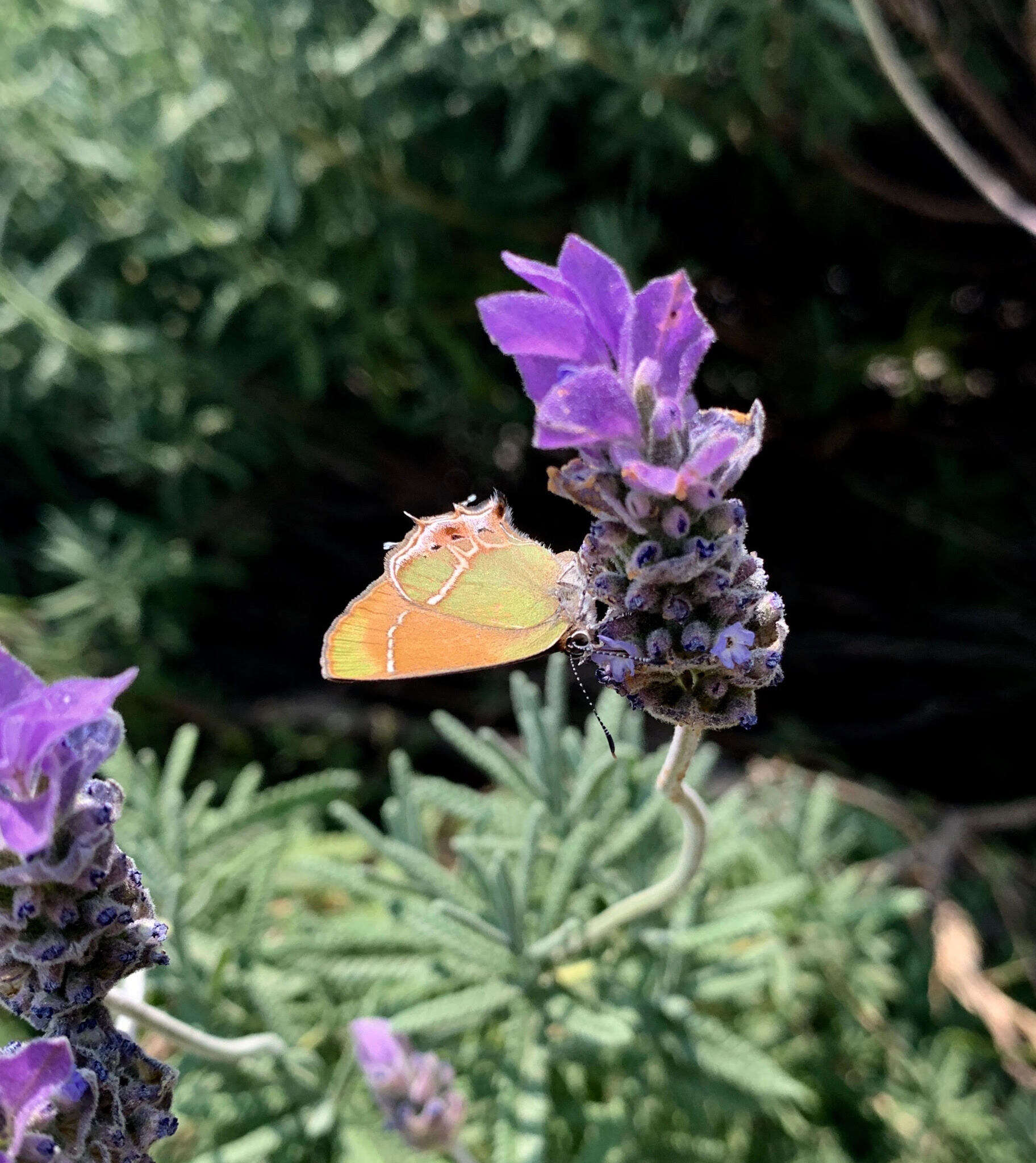 Image of Callophrys xami xami