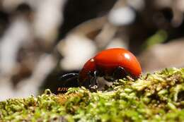 Image of Reddish Potato Beetle