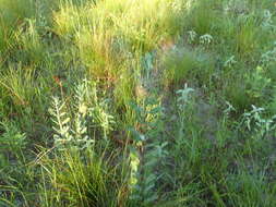 Image of pineland milkweed