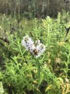 Image of Mentha longifolia subsp. capensis (Thunb.) Briq.