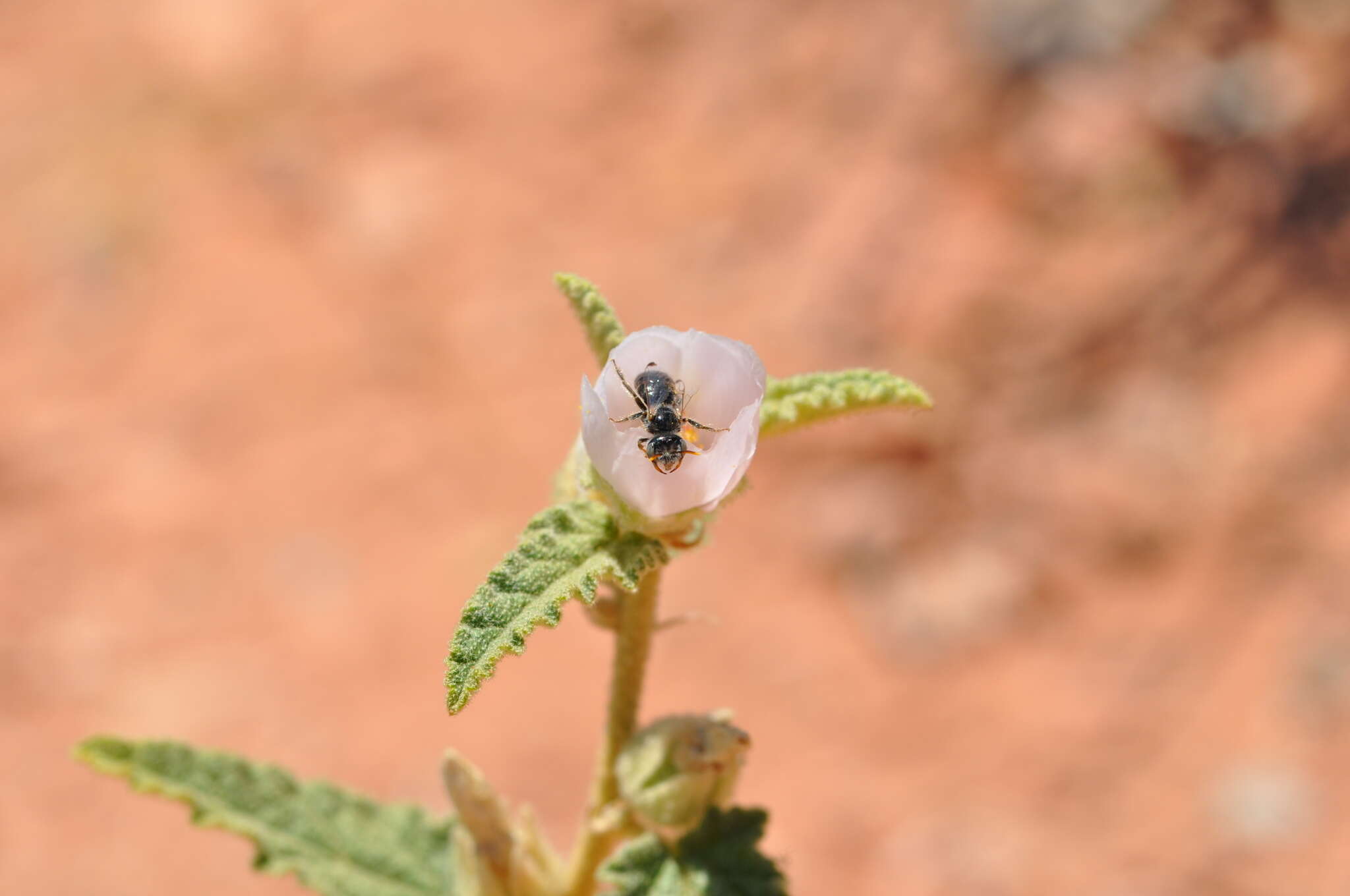 Image of Calliopsis subalpina Cockerell 1894