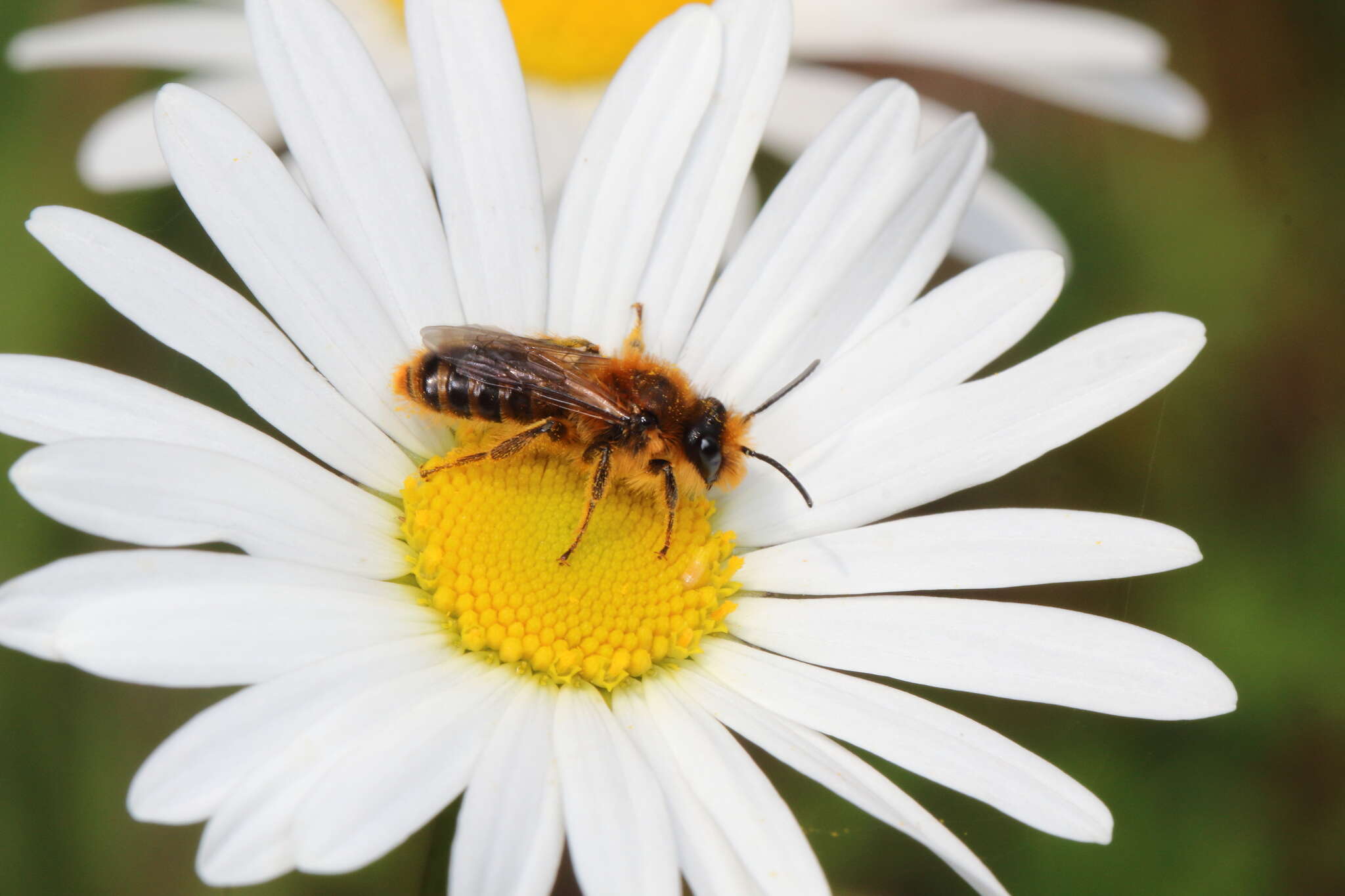 Image of tawny Nesocolletes