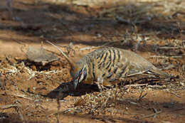 Image of Spinifex Pigeon