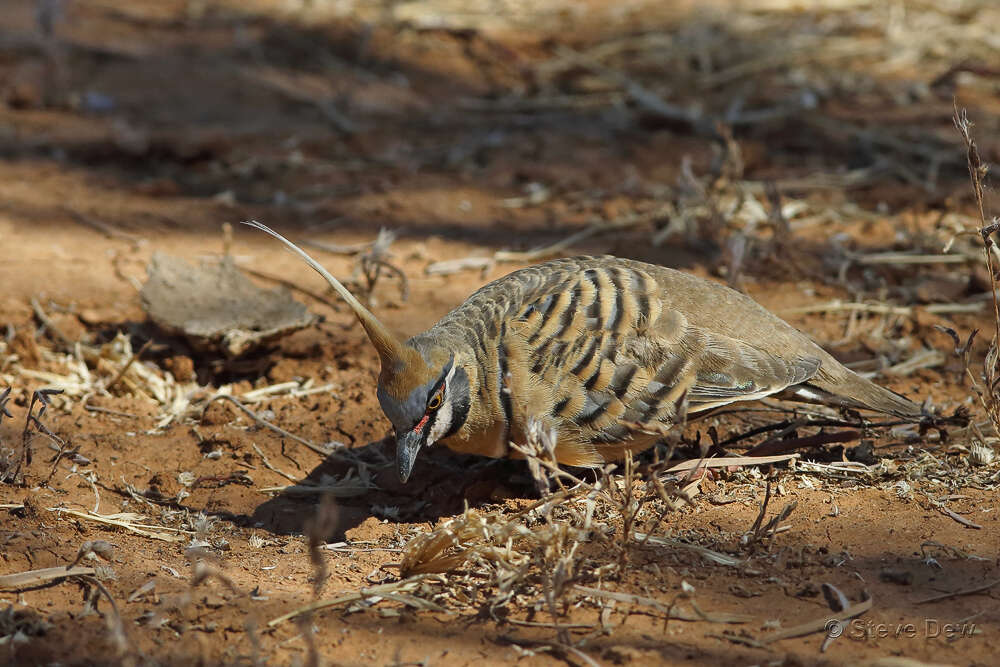 صورة Geophaps plumifera Gould 1842