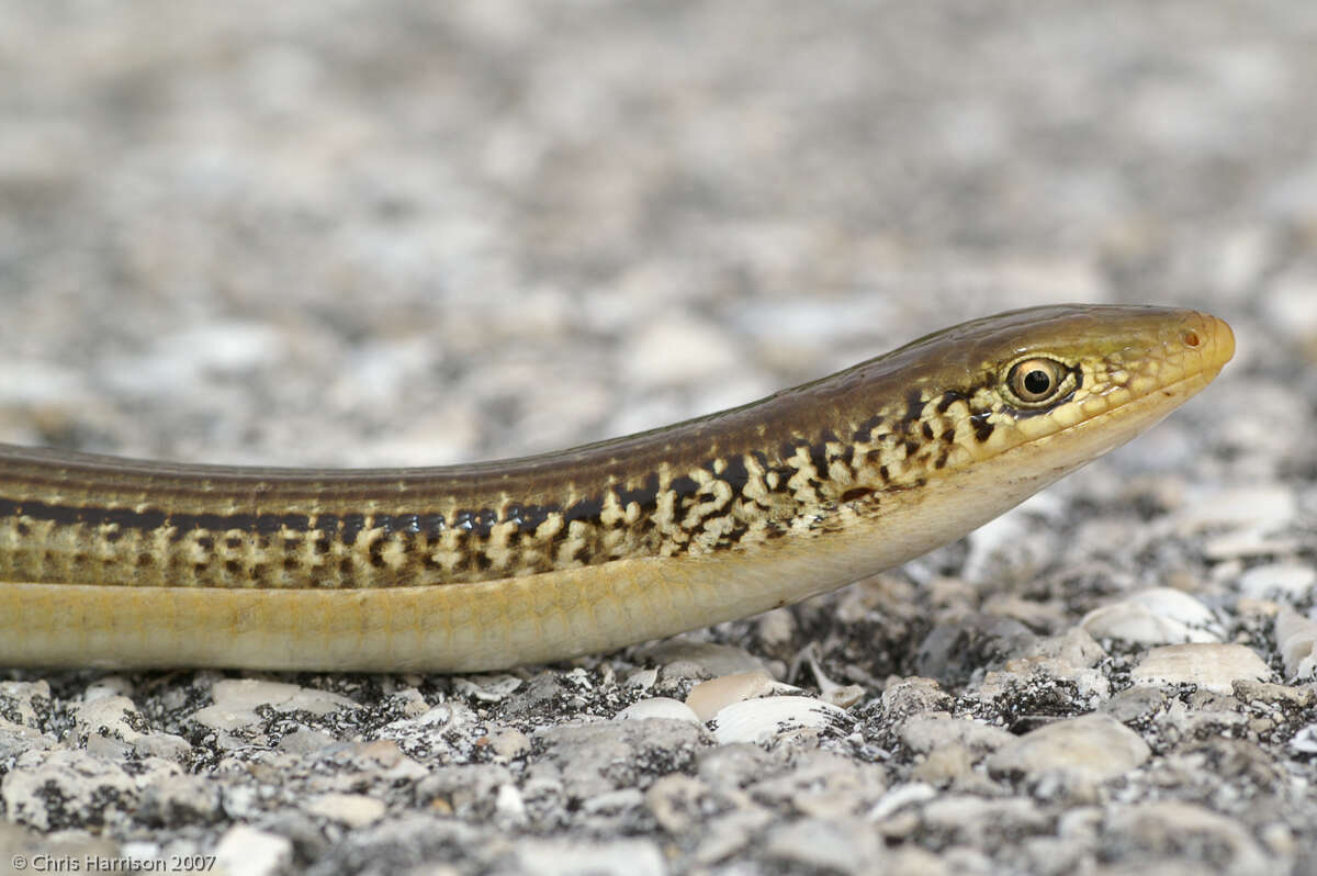 Image of Island Glass Lizard