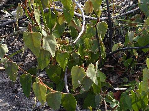 Imagem de Lasiopetalum macrophyllum R. Grah.