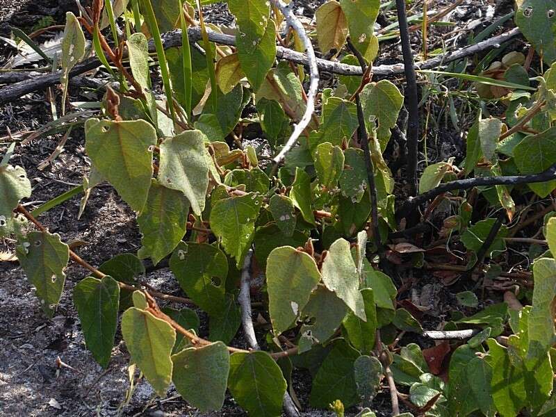 Imagem de Lasiopetalum macrophyllum R. Grah.