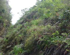 Image of Agapanthus praecox subsp. praecox