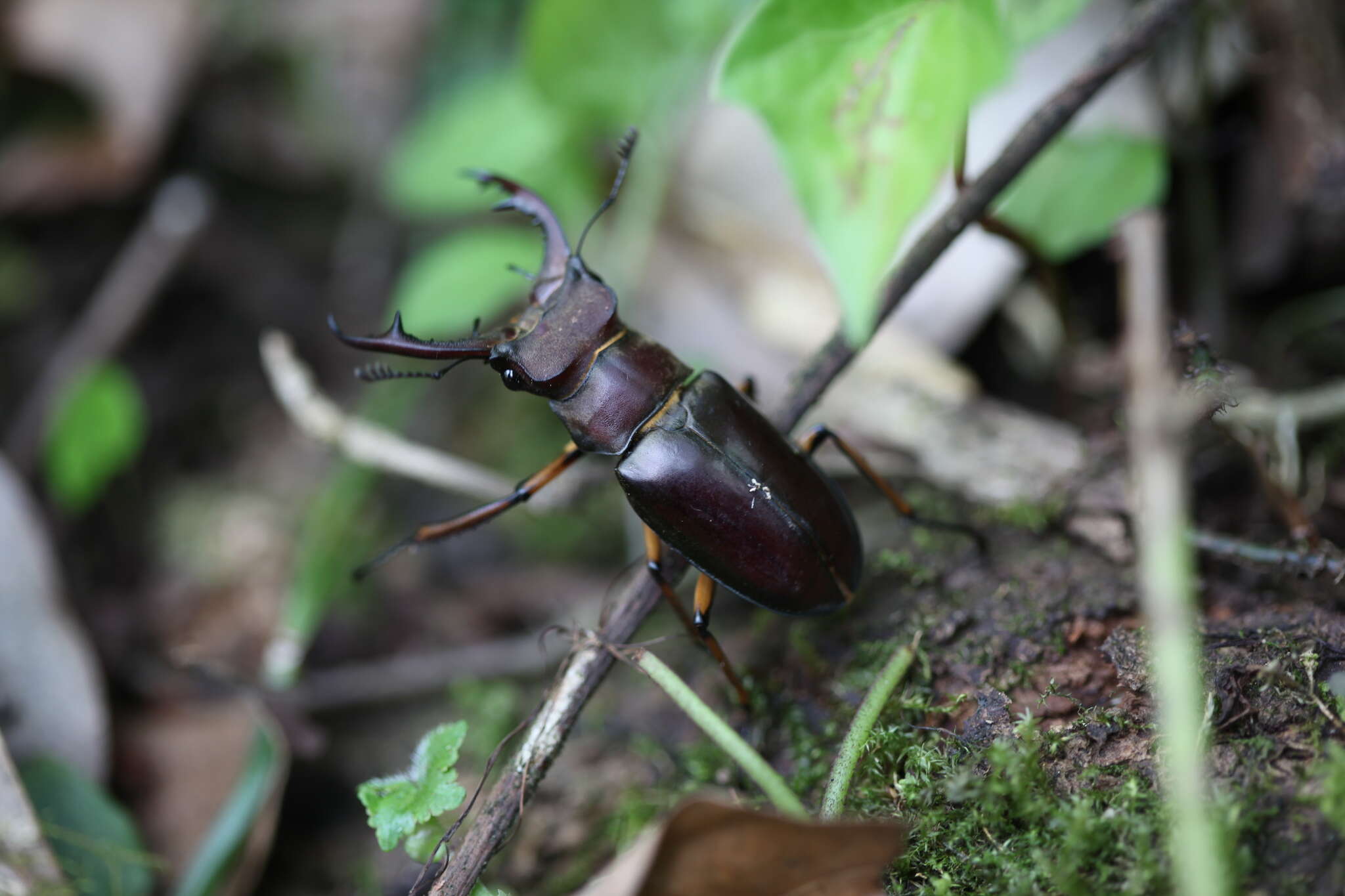 صورة Lucanus fairmairei Planet 1897