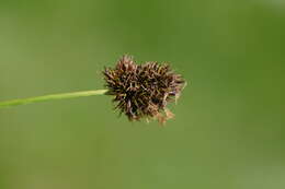 Image of Stinking Sedge