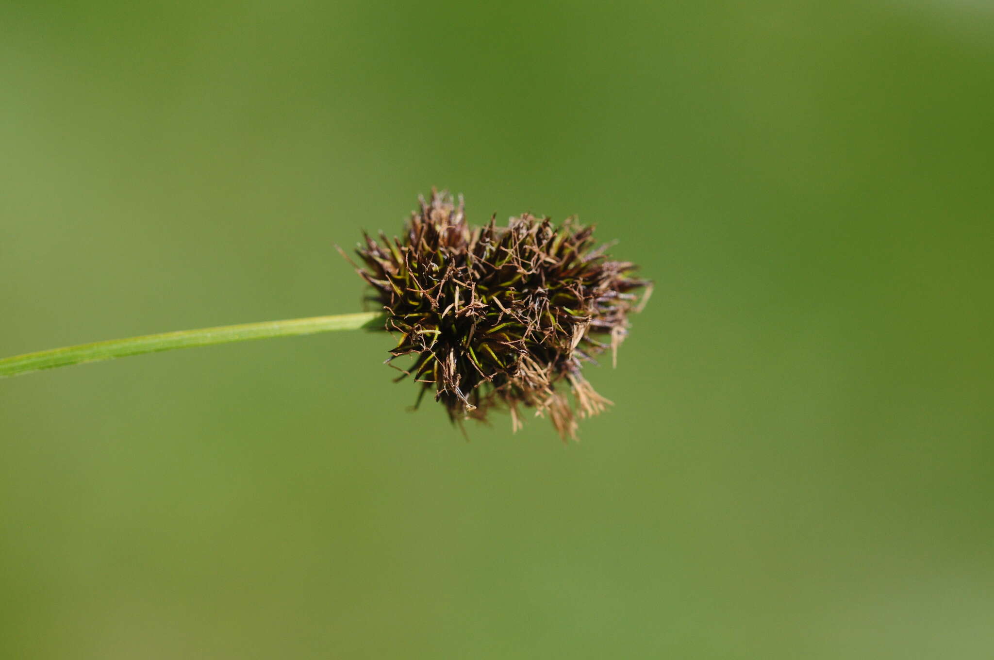 Image of Stinking Sedge