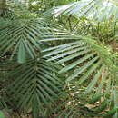 Image of Arenga microcarpa Becc.