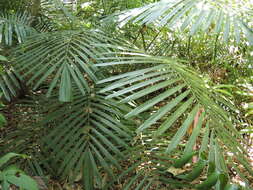 Image of Arenga microcarpa Becc.