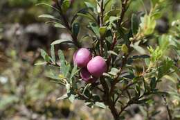 Imagem de Gaultheria marticorenae Teillier & P. W. Fritsch