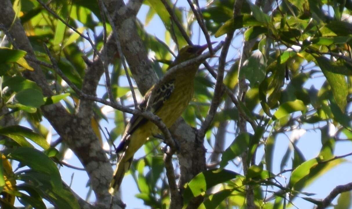 Image of Green Oriole