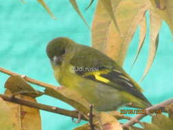 Image of Andean Siskin