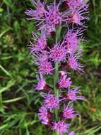 Слика од Liatris spicata var. resinosa (Nutt.) Gaiser